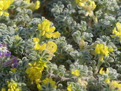 Medicago marina