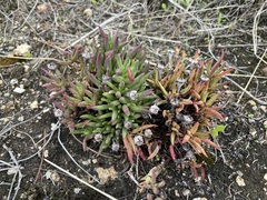 Lampranthus aduncus
