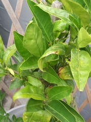 Citrus medica