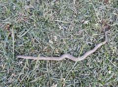 Macroprotodon mauritanicus