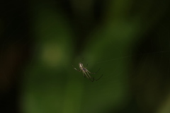 Tetragnatha