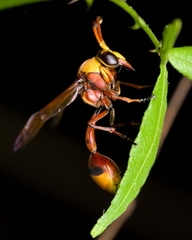 Delta pyriforme