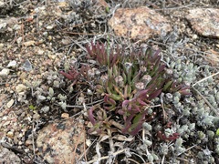 Lampranthus aduncus