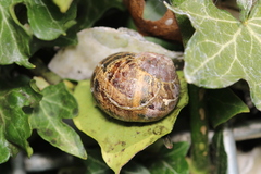 Cornu aspersum