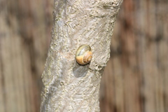 Cepaea