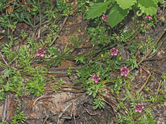 Diascia elongata