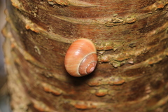 Cepaea