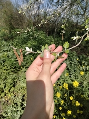 Populus alba