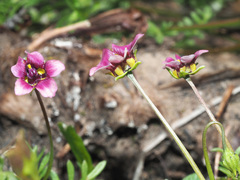 Diascia elongata
