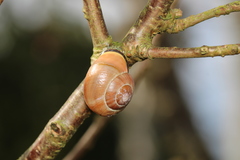 Cepaea nemoralis