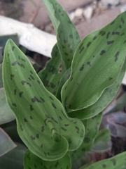 Drimiopsis