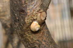 Cepaea nemoralis
