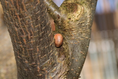 Cepaea