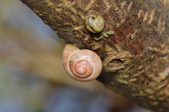 Cepaea
