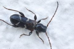 Phymatodes alni