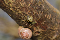 Cepaea