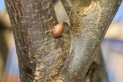 Cepaea