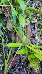 Nepenthes alata