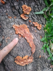 Trametes sanguinea
