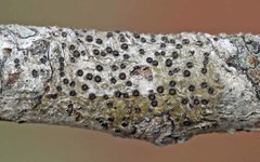 Glyphis scyphulifera