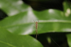 Tetragnatha