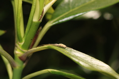 Tetragnatha