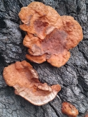 Trametes sanguinea