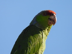 Amazona finschi