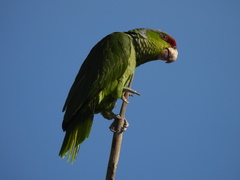 Amazona finschi