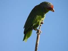 Amazona finschi