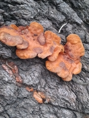 Trametes sanguinea