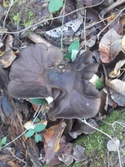 Lyophyllum