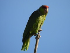 Amazona finschi