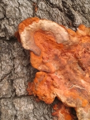 Trametes sanguinea