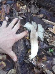 Lyophyllum