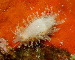 Cryptocypraea dillwyni