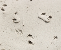 Xerospermophilus spilosoma