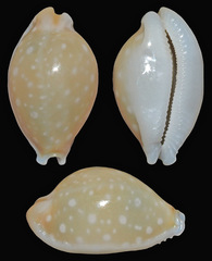 Cryptocypraea dillwyni