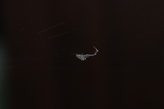 Uloborus plumipes