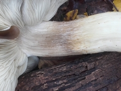 Lyophyllum
