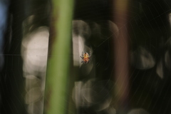 Araneus diadematus