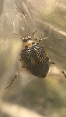 Peltodytes edentulus