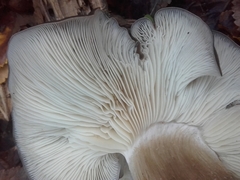 Lyophyllum