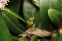 Tetragnatha