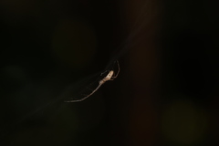Tetragnatha