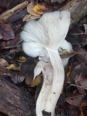 Lyophyllum