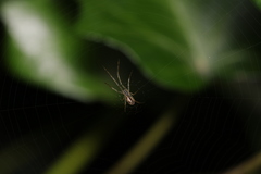 Tetragnatha