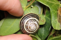 Cepaea nemoralis
