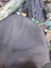 Lyophyllum