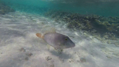 Cantherhines dumerilii